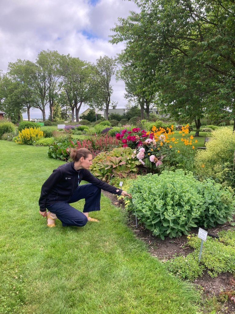 Også stauder og andre prydplanter bevares i norske klonarkiv. Linn Borgen Nilsen ser på staudesamlingen på NMBU. Foto Oda Spongsveen