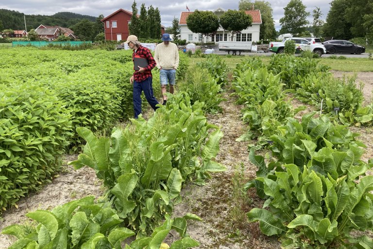 •	Jordskokk og pepperrot er to kulturplanter med lang historie og tradisjon i Norge. Et stort sortsmangfold bevares i feltsamlinger, slik som ved NIBIO Landvik. Foto: Linn Borgen Nilsen