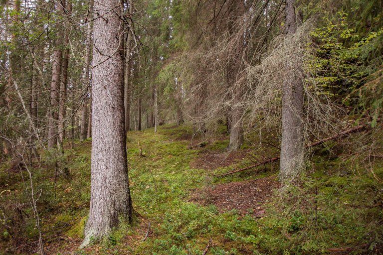 Det skorter på vern av skog med gode vekstforhold. Dette bildet viser lågurtskog med høg bonitet i Ultvedttjern naturreservat på Ringerike i Viken fylke. Foto: John Yngvar Larsson, NIBIO