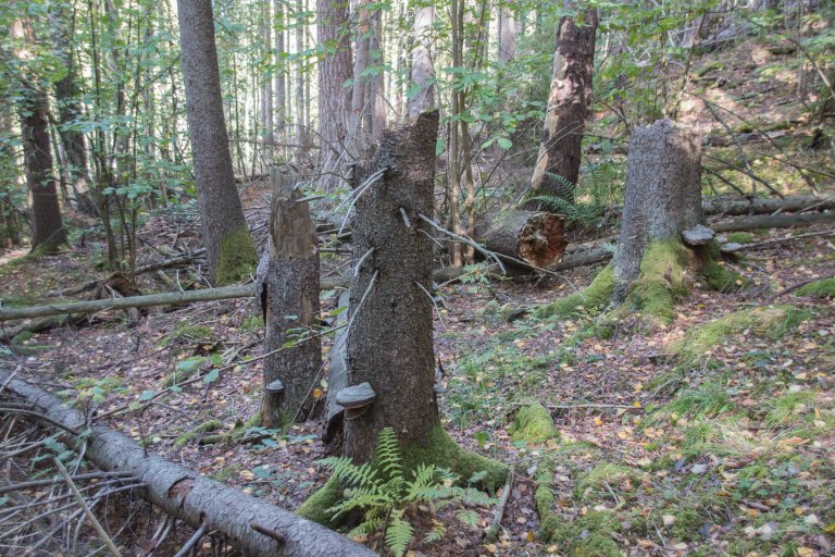 Død ved - - Foto John Yngvar Larsson - NIBIO.JPG