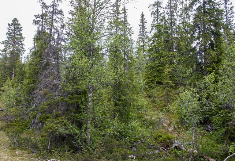 I verneområdene er det mer vanlig med skog i flere nivåer og sjikt. På bildet er en flersjiktet blandingsskog i Langsua nasjonalpark i Innlandet fylke (https://www.langsua.no/om-nasjonalparken/). Foto: John Yngvar Larsson, NIBIO