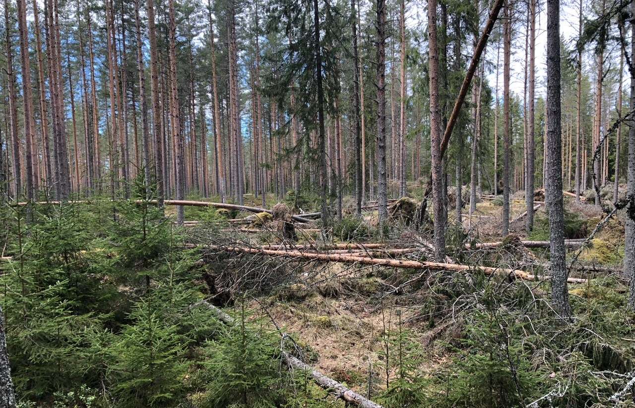 Stammebrekk - fra Løten Foto Harald Berger, SB Skog