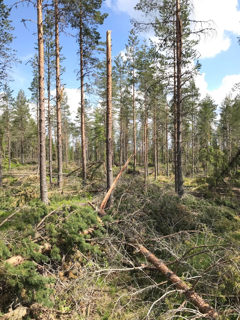 Snøbrekk vinter 2021 Kongsvinger - Foto Rune Holmøy Aamold - Statskog.jpg