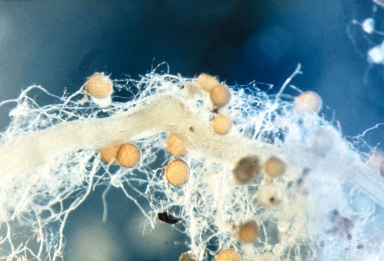 mykorrhizasopp på en kløverrot.jpg