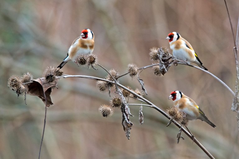 Stillits som spiser frø fra borreplanter er et stadig vanligere syn også her i landet. Foto: Franz Schallmeiner / iStock