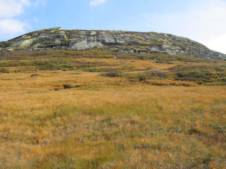 Det finst mykje myr over tregrensa; her ei bjønnskjeggmyr. Dette er ein artsfattig myrtype som oftast er dominert av bjønnskjegg, men torvull og sveltstorr kan og vera dominerande artar. I botnen finst torvmosar. Desse myrane har ikkje tuedanning, og er oftast flate med ei meir eller mindre fast myrmatte. Foto: Johnny Hofsten, NIBIO.