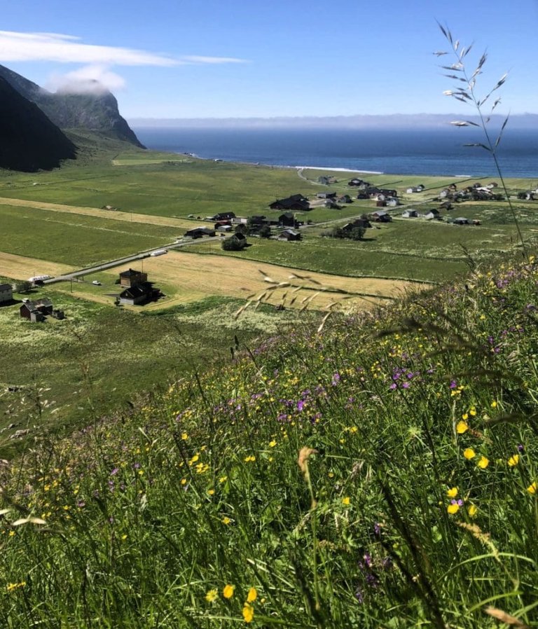 Agricultural landscape in Lofoten, with a biologically diverse pasture in the foreground. Photo: Ellen Elverland / NIBIO