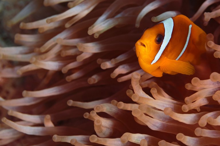 clown-fish-2276193_1920.jpg