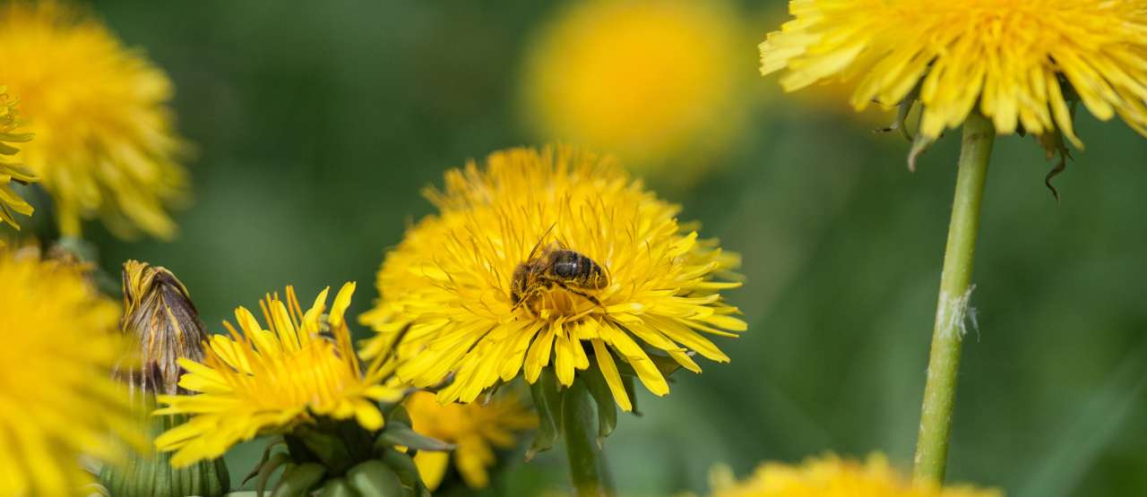 Blomster-og-bier-Erling Fløistad
