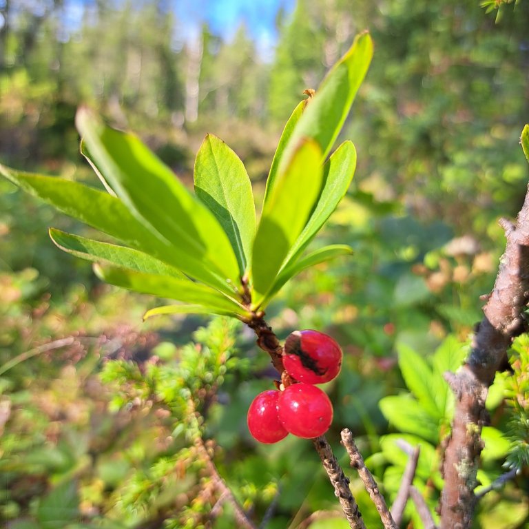 1000005490_cropped.jpg