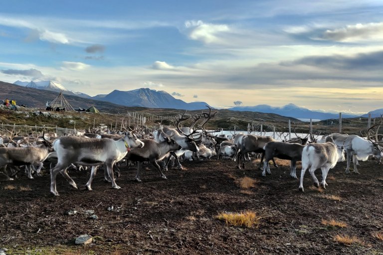 Forskarane har testa ut korleis bruk av dronar og kunstig intelligens kan bidra til å gjere framtidas reinteljingar enklare, raskare og meir presise. Foto: Gabriela Wagner