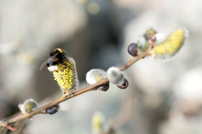 Humle på selje. Foto: Lars Sandved Dalen