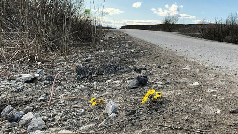 Hestehov kjem opp av grusen. Foto: Camilla Baumann