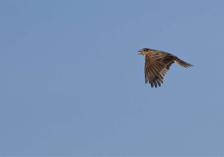 Sanglerka jubler høyt i sky. Foto: Foto: Marton Berntsen [CC BY-SA 4.0 (https://creativecommons.org/ licenses/by-sa/4.0)].