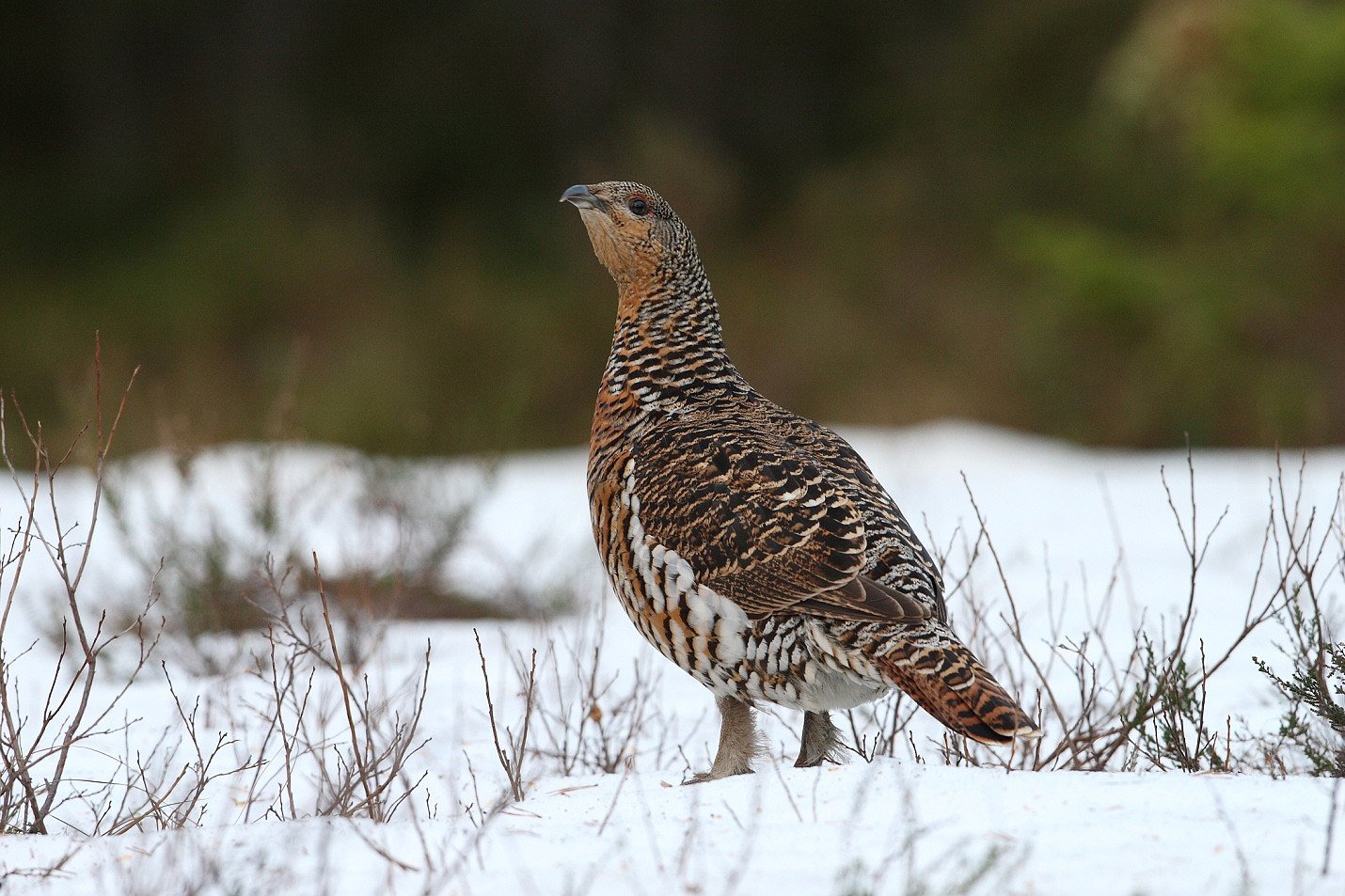 Tidligere vår og varmere vær gir økt hekkesuksess for skogsfugl - Nibio