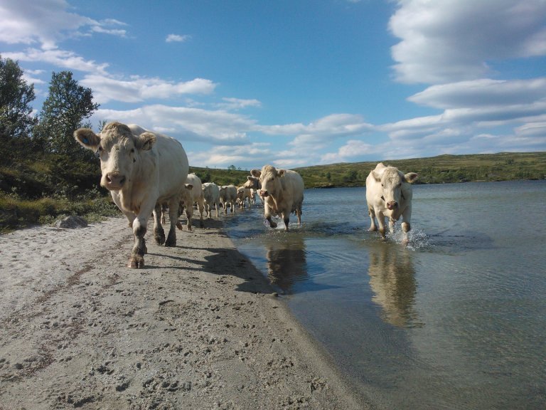 kjøttfe charolais nappsjøen. foto jon schärer.jpg