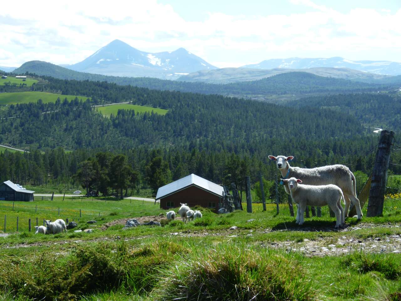 Sau 3 mot Søln_Vordsetra Haustdalen_Alvdal_010710_GHS