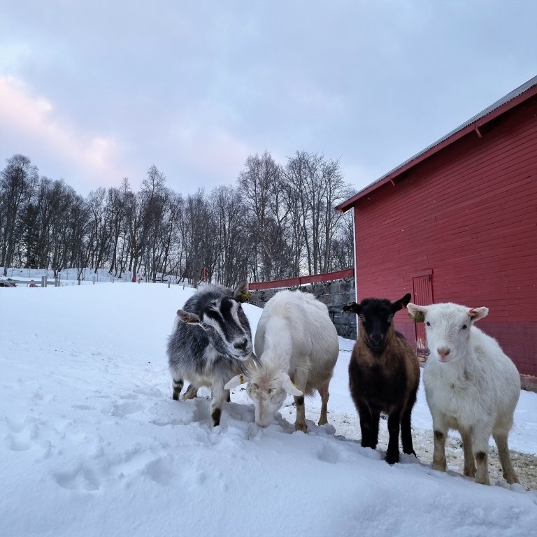 Fotograf Magna fra gården1 geiter.jpg