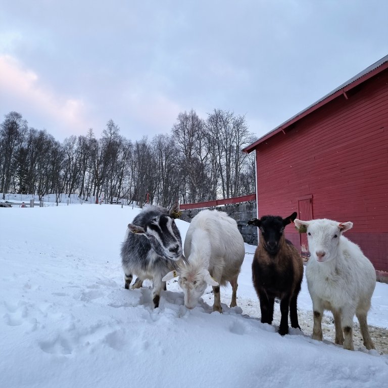 Fotograf Magna fra gården1 geiter.jpg