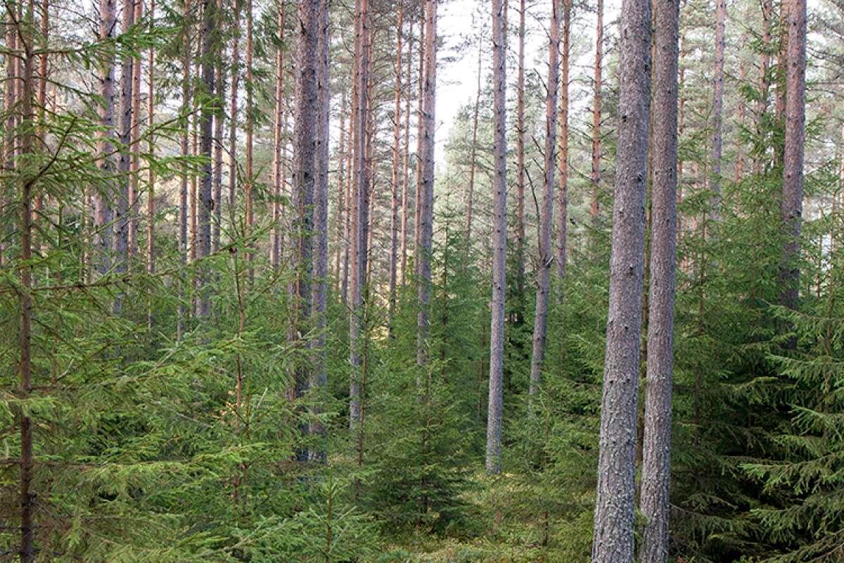 Toetasjet skog - Foto John Yngvar Larsson - NIBIO.jpg