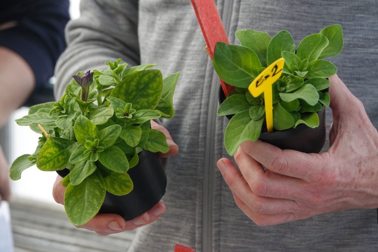 – Miksen av fire ulike produkter virket faktisk ganske bra, forteller Trond Knapp Haraldsen. Både petunia- og basilikumplantene klarte seg ganske godt. Likevel, sammenlignet med de beste torvreduserte jordblandingene er blandingen ikke god nok. Enn så lenge er de torvreduserte produktene bedre enn de torvfrie, spesielt når også prisen tas i betraktning. Foto: Morten Günther