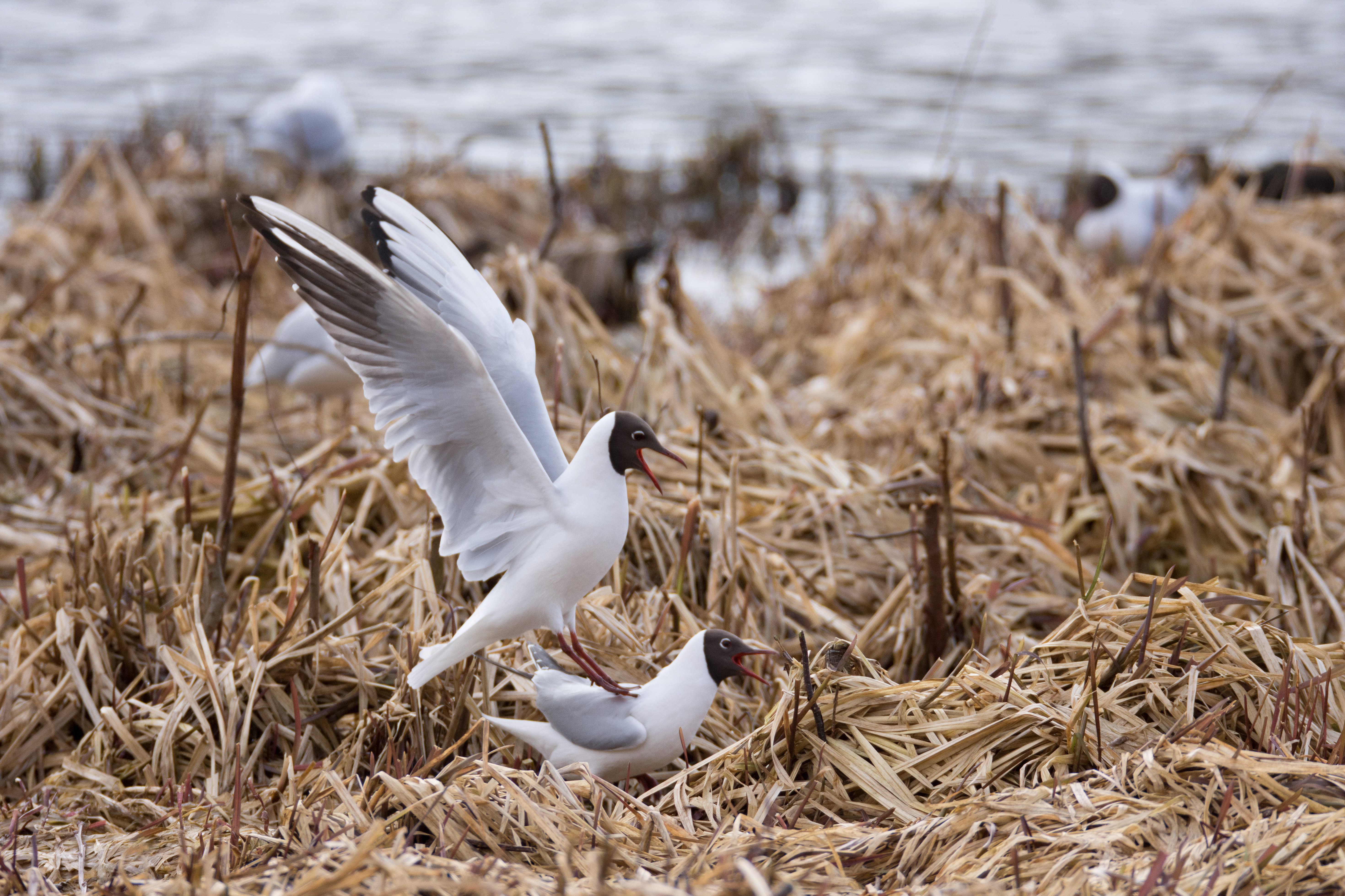 mg201604_DSC_5801