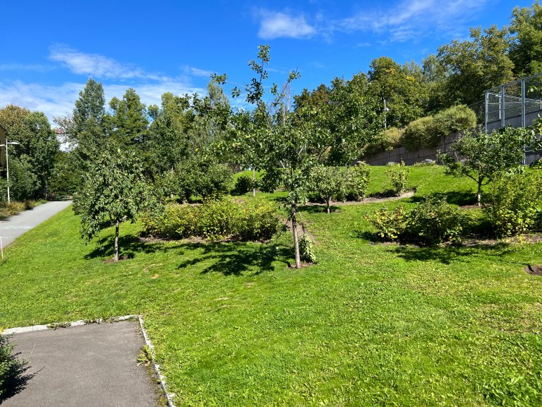 Et felt med frukttrær og spiselige vekster i Kvernerbyen i Oslo. Foto: Håkon Borch