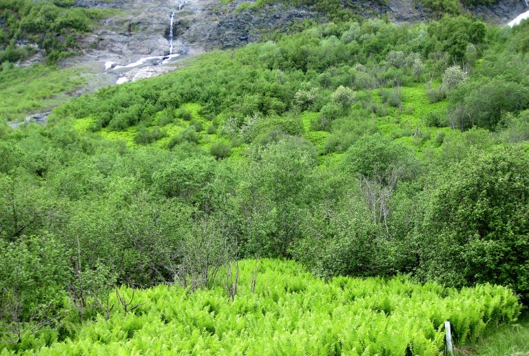 Gjengroing3_Lanes_Lyngen_ 230609_PKB.jpg