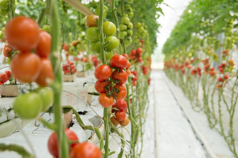 Tomater i veksthus. Foto: Anette Tjomsland Spilling