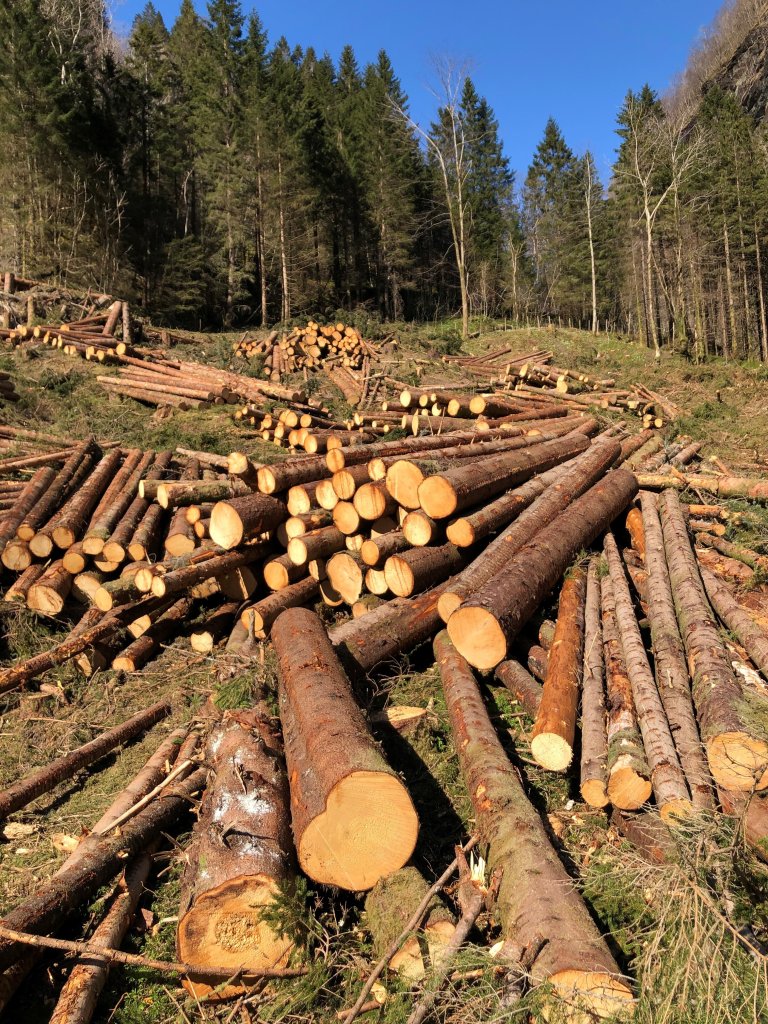 Trevirke_uttak av tømmer__Foto Kjersti Kildahl.jpg