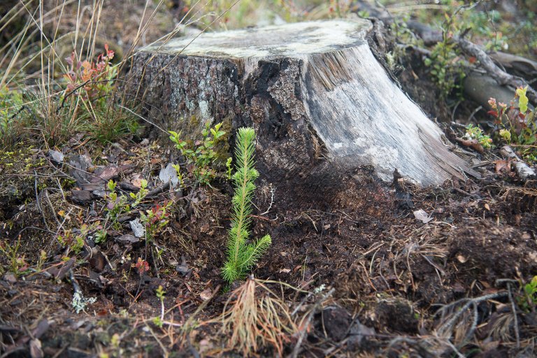 Planting og stubbe - Erling Fløistad - NIBIO