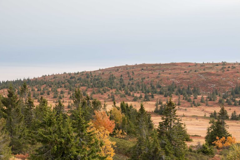 Med økt lufttemperatur vil de ulike treslagene kunne vokse høyere til fjells, som grana her på Øyerfjellet. Foto: John Yngvar Larsson, NIBIO