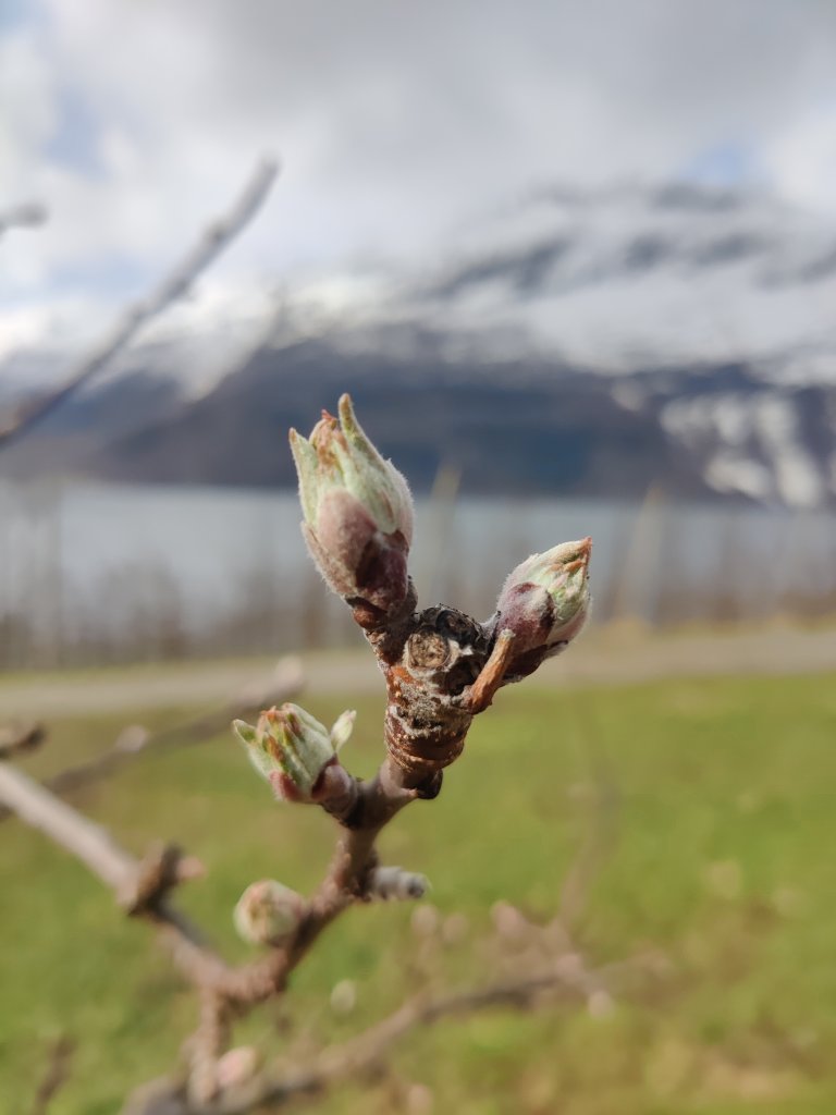 Det er grøn spiss på epletre i Ullensvang, Hardanger. Om vêret er varmt og fuktig, kan epleskurvsoppen angripe dei nye blada før dei faldar seg ut. Foto: Lisa Karine Haugland