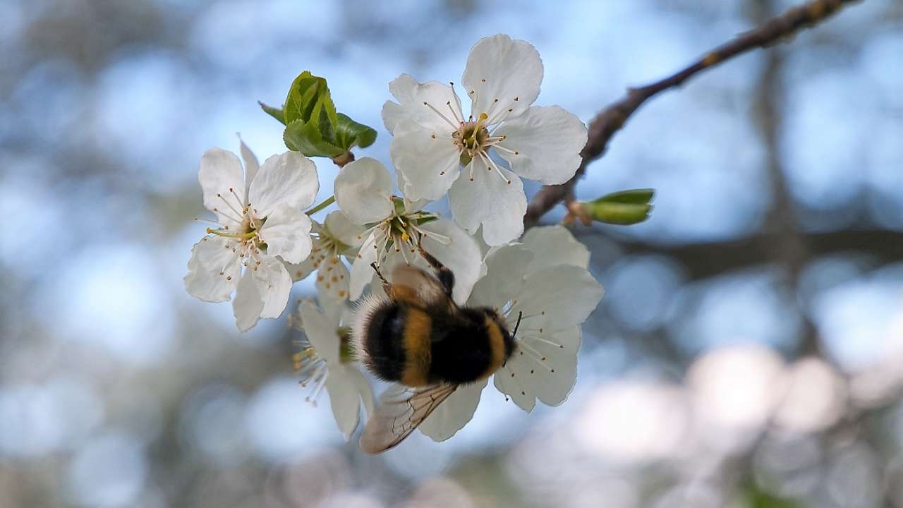 Pollinatorer til 6.1