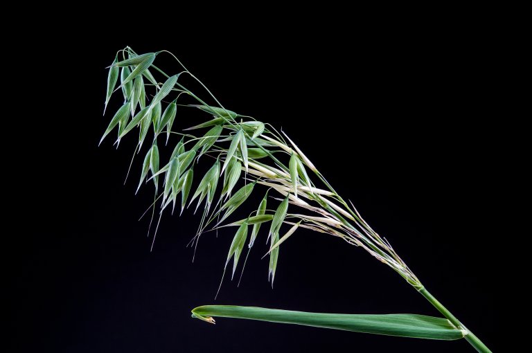 Enkelte år har det vært høye forekomster av deoksynivalenol (DON) i partier med norskprodusert korn, og spesielt i havre. Dette mykotoksinet (soppgift) produseres av Fusarium graminearum og Fusarium culmorum - sopper som forårsaker kornsjukdommen "aksfusariose".