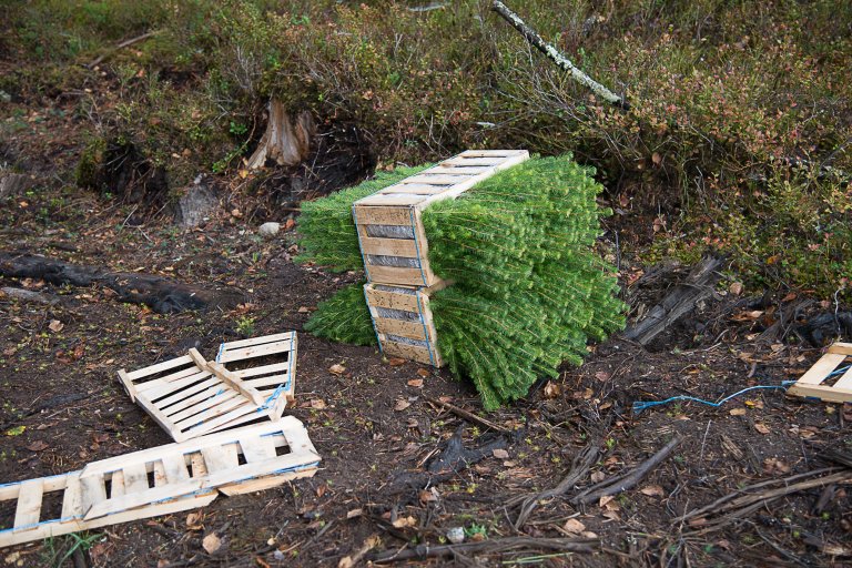 Granplanter - Foto - Erling Fløistad - NIBIO