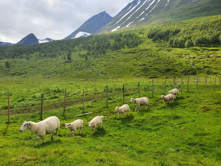 Dei tiltaka som har vist seg å ha best førebyggande effekt mot rovdyrskadar på sau er dei som skil sau og rovvilt i tid og/eller rom. Foto: Inger Hansen