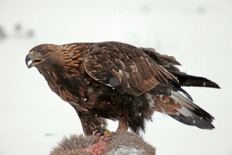 For tamreinnæringa er det kongeørna som har gjort mest skade dei seinare åra. Tapa kan variere kraftig frå år til år. Foto: Hans Petter Kristoffersen