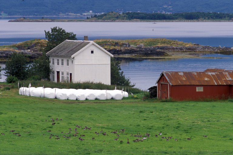 For små og mellomstore gardsbruk i Nord-Noreg kan beiteskadar frå grågås og andre artar av gjæser, bli så omfattande at økonomien til garden vert trua. Foto: NIBIO