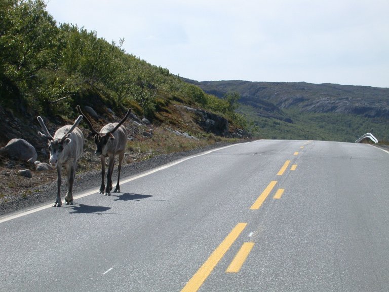 Påkøyrsler av tamrein på veg og bane er eit aukande problem, særleg vinterstid grunna mykje snø og dårlege lysforhold. Foto: Morten Günther