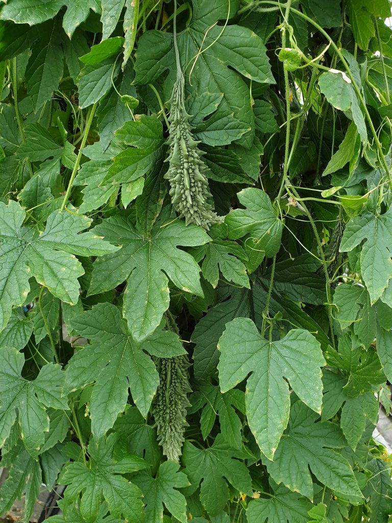 20190717_Bittergourd på plante_rotated.jpg