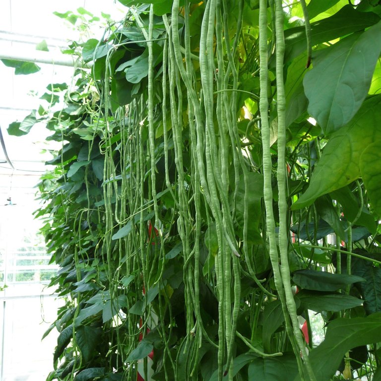 20180601 Yard Long bean Lata - produksjon_cropped.jpg