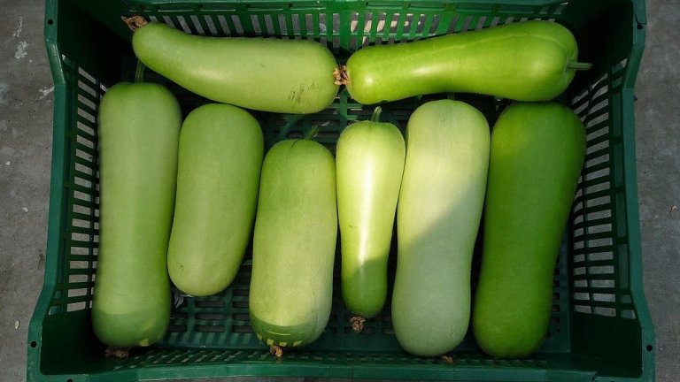 bottle gourd_cropped.jpg