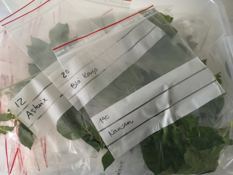 Innsamlede prøver til DNA-isolering. Foto: May Bente Brurberg