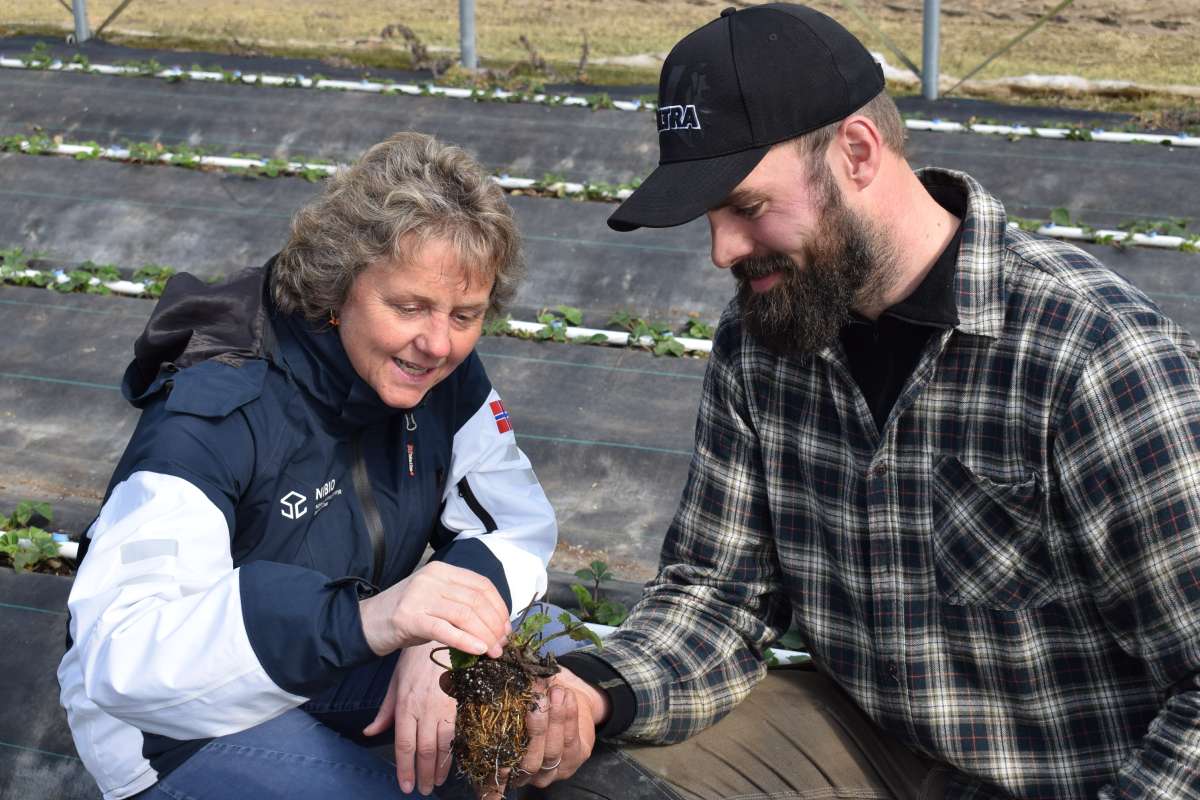 Jordbær 1 - Anita Sønsteby og Sondre Austein. Foto NIBIO