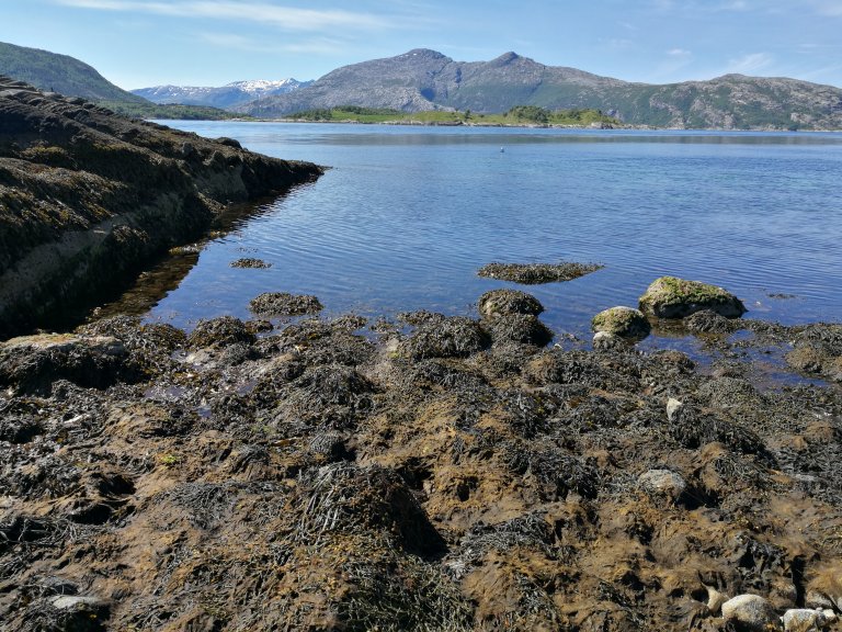 Intertidal at Storvika.jpg