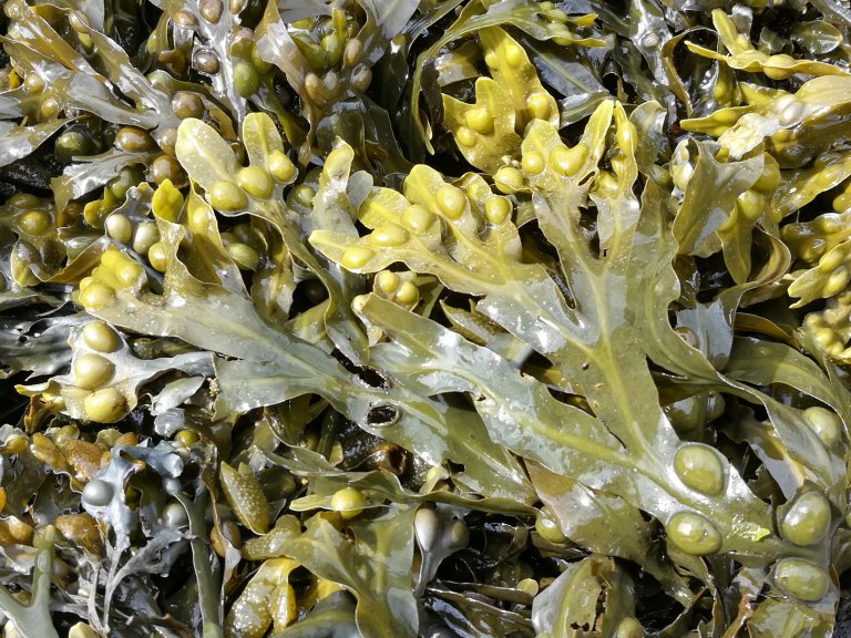 Fucus vesiculosus, intertidal, Storvika