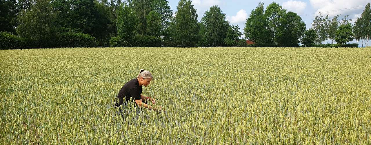 24-33-Davgjerdsstotte-Foto SED