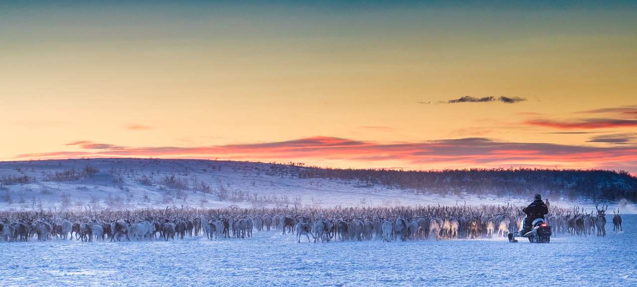 10-57-Reinflokken Karasjok vinter J.A