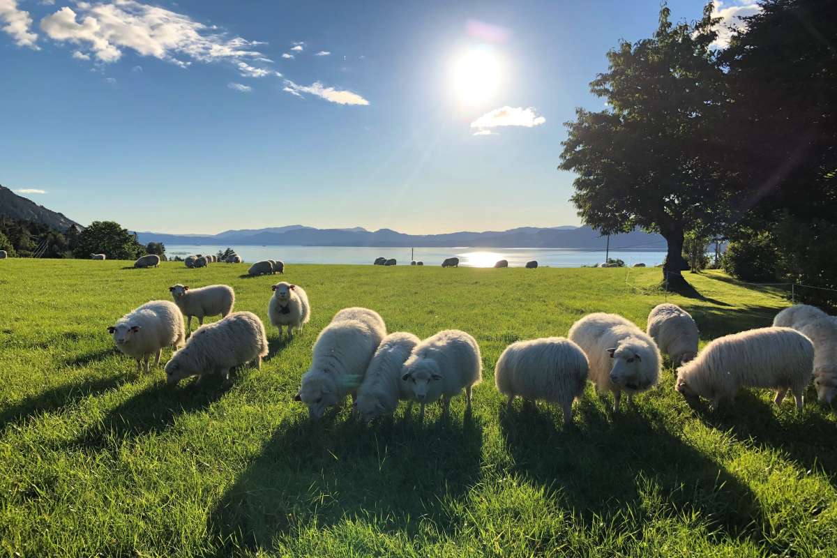 Ænes ved Maurangerfjorden_Hordaland_Foto Kjersti Kildahl